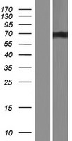 Acinus (ACIN1) Human Over-expression Lysate