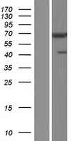 CHFR Human Over-expression Lysate