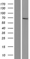 c-Myb (MYB) Human Over-expression Lysate
