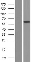 PPP2R5C Human Over-expression Lysate