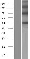 PODNL1 Human Over-expression Lysate