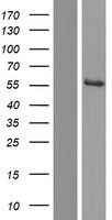 AGXT2L1 (ETNPPL) Human Over-expression Lysate