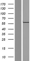 RGS9 Human Over-expression Lysate