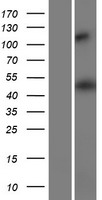 HMGCS2 Human Over-expression Lysate
