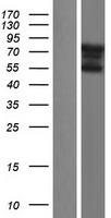 FAM90A8P Human Over-expression Lysate