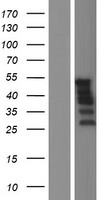 ER81 (ETV1) Human Over-expression Lysate