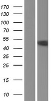 GRAMD2B Human Over-expression Lysate