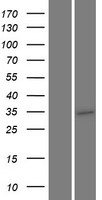 TMEM64 Human Over-expression Lysate