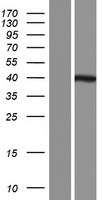 GPN3 Human Over-expression Lysate