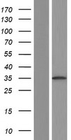 RAD51 Human Over-expression Lysate