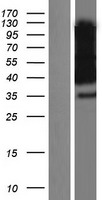 NPTN Human Over-expression Lysate