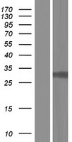 CDK5 Human Over-expression Lysate