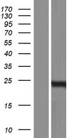 FLJ14213 (PRR5L) Human Over-expression Lysate