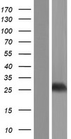 THAP4 Human Over-expression Lysate