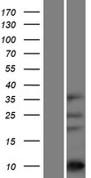 ASXL1 Human Over-expression Lysate