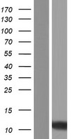 SMIM5 Human Over-expression Lysate