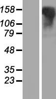 LGR6 Human Over-expression Lysate