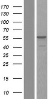 SORBS2 Human Over-expression Lysate