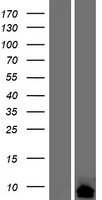 Cortexin 2 (CTXN2) Human Over-expression Lysate