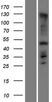 ARMH1 Human Over-expression Lysate