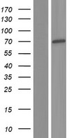 ZNF447 (ZSCAN18) Human Over-expression Lysate