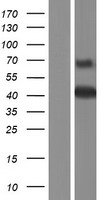 SCRN1 Human Over-expression Lysate