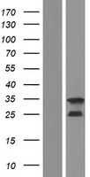 C1orf223 (TEX38) Human Over-expression Lysate