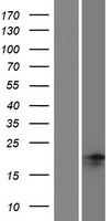NANOG neighbor homeobox (NANOGNB) Human Over-expression Lysate