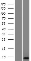 C4orf52 (SMIM20) Human Over-expression Lysate