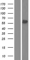TSEN2 Human Over-expression Lysate