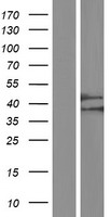 CBWD1 Human Over-expression Lysate