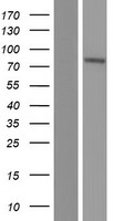 SLC39A12 Human Over-expression Lysate