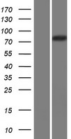 Calpain 14 (CAPN14) Human Over-expression Lysate
