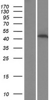 PPP1R3G Human Over-expression Lysate