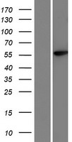 HHLA1 Human Over-expression Lysate