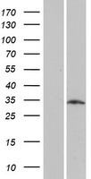 LRRC10B Human Over-expression Lysate