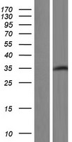 XAB1 (GPN1) Human Over-expression Lysate