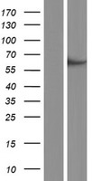 TTC26 Human Over-expression Lysate