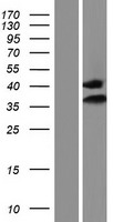 IMPA1 Human Over-expression Lysate