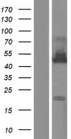 ELAVL4 Human Over-expression Lysate