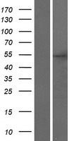 UBTFL1 Human Over-expression Lysate