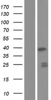 FAM76A Human Over-expression Lysate