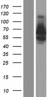 BSDC1 Human Over-expression Lysate