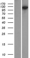 PSD93 (DLG2) Human Over-expression Lysate