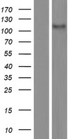 CASKIN2 Human Over-expression Lysate