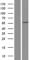 IMPDH1 Human Over-expression Lysate