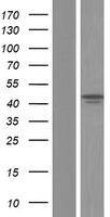FZR1 Human Over-expression Lysate