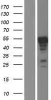 ERG Human Over-expression Lysate