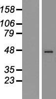 Synaptotagmin 1 (SYT1) Human Over-expression Lysate