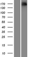 Neurexin 1 (NRXN1) Human Over-expression Lysate